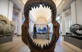 Unter anderem geht aus dem modell hervor, dass die rückenflosse bei einem ausgewachsenen megalodon von etwa 16 meter länge ungefähr die größe . Megalodon Die Wahrheit Uber Den Riesigen Urzeit Hai Galileo