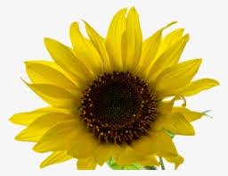 aesthetic yellow flower png png image