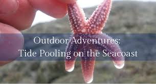 Outdoor Adventures Tide Pooling On The Seacoast