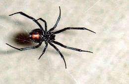 Types of spiders and how to identify them (pictures, names, identification chart). Male Black Widows Look For Well Fed Mates