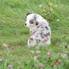 We are arkansas breeders of high quality akc registered australian shepherd dogs (aussies);puppies for sale,blue,merle,red,tri,black meet cosmo our male australian shepherd; 5 Things To Know About Miniature Australian Shepherd Puppies Gfp