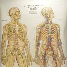 Details About Vintage Max Brodel Frohse Anatomical Chart