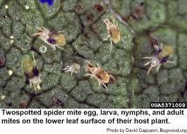 Twospotted Spider Mites On Landscape Plants Nc State Extension