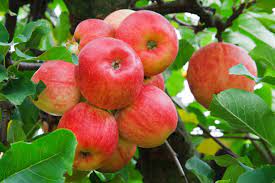 https://www.publicdomainpictures.net/en/view-image.php?image=11183&picture=red-apples-on-tree gambar png