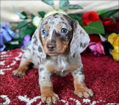 The price of each puppy is $800.00 except blue ones are $1000.00. Miniature Dapple Dachshund Puppies For Sale
