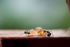 small black sugar ants