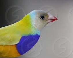 lady gouldian finch colors colorful