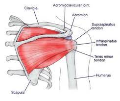 The joints are stabilized by muscles, ligaments and tendons. Shoulder Anatomy Best Orthopaedic Doctor For Shoulder Problems Bangalore