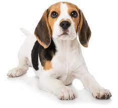 If you find a breeder in california or an online advertisement on craigslist advertising a litter of puppies for free or to a good home for free then run, do not walk. Beagle Fancy Puppy