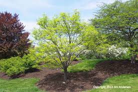 smaller shade trees to consider for