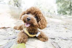 toy poodle puppy singapore