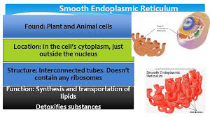 Animal and plant cells have more similarities than differences. Do Now 1if You Increase The Size Of