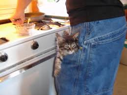 Image result for cat with pockets