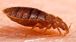 Why Is Getting Rid of Bed Bugs So Hard?