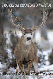 See more of bucks animal advocacy network on facebook. A Million Bucks Mule Deer Mule Deer Hunting Deer