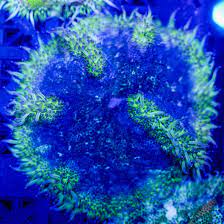 deep blue sea maxi mini carpet anemone