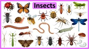 20+ INSECTS IN ENGLISH 🐞 🐜 | Improve vocabulary & pronunciation - YouTube
