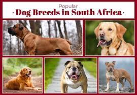 por dog breeds in south africa