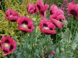 Traditionally poppy seeds were used in place of nuts when they were more expensive or difficult to find. Oriental Poppies Identification And Growing Guide Saga