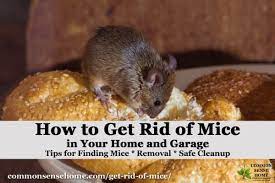 Get Rid Of Mice In Your House And Garage