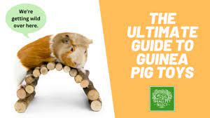 the ultimate guide to guinea pig toys