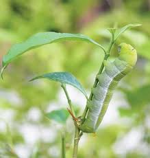 Are Big Green Caterpillars Poisonous