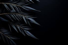 photo feathers on a black background
