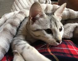 Alibaba.com offers 825 cat serval products. Savannah Cats For Sale Egyptian Mau Exotic Cats F1 Savannah Cat