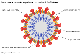 Sars is an airborne virus, which means it's spread in a similar way to colds and flu. Sars Cov 2 Virus Britannica