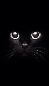 Pin On Чорний кіт