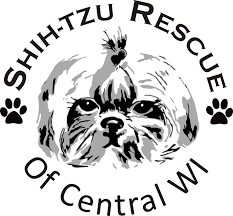 She'll overwhelm you with affection and cuteness and get on well with other animals. Pets For Adoption At Shih Tzu Rescue Of Central Wi In Schofield Wi Petfinder