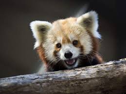 red pandas are adorable and in trouble