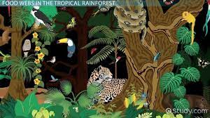 tropical rainforest food web overview
