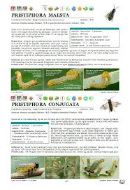 upcoming danish book of sawflies larvae