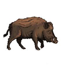 Image result for hog hunting illustration