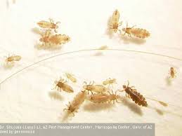 Head Lice Pests