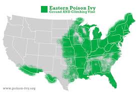 Eastern Poison Ivy The Poison Ivy Poison Oak Poison