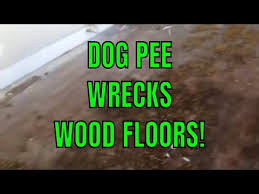 dog to hardwood floors