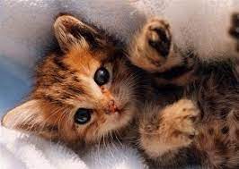 Kittens, 7 months and younger are welcome in this group. Pin By Kreative Cat On Cats Hight Pins Kittens Cutest Cute Cats Cute Cats Photos