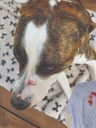 dog wound care whole dog journal