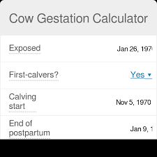 cow gestation calculator