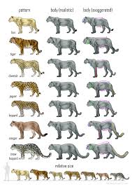 13 Big Cats Size Comparison Chart Google Search Big Cat