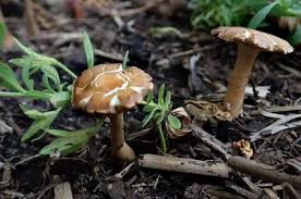why soil grows mushrooms and how to get