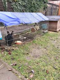 Wie in der wohnung benötigen im garten lebende kaninchen schützende verstecke. Kaninchen Im Garten Frau Pratolina Frau Pratolina