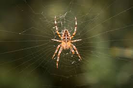 british spider guide and why there