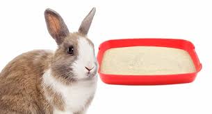 Rabbit Litter Box Choosing And Using
