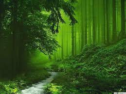 Green foggy forest HD wallpaper download