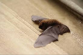 types of florida bats to look out for