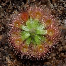 More images (3) >> related glossary terms carnivorous plant. Drosera Pulchella Wikipedia