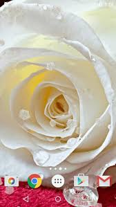 white rose live wallpaper hd apk for